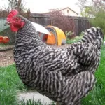 Українська вушанка »- опис породи яєчної продуктивності (породи Українська вушанка) Українська вушанка »- опис породи яєчної продуктивності