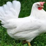 Українська вушанка »- опис породи яєчної продуктивності (вушанка) Українська вушанка »- опис породи яєчної продуктивності