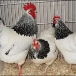 Українська вушанка »- опис породи яєчної продуктивності (яєчної) Українська вушанка »- опис породи яєчної продуктивності