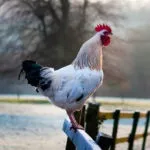 Українська вушанка »- опис породи яєчної продуктивності (вушанка) Українська вушанка »- опис породи яєчної продуктивності