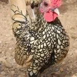 Українська вушанка »- опис породи яєчної продуктивності (вушанка) Українська вушанка »- опис породи яєчної продуктивності