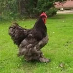 Українська вушанка »- опис породи яєчної продуктивності (породи) Українська вушанка »- опис породи яєчної продуктивності