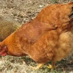 Українська вушанка »- опис породи яєчної продуктивності (яєчної) Українська вушанка »- опис породи яєчної продуктивності