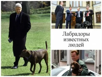 Універсальні мисливці лабрадори та інші ретривери - опис порід і секрети навчання з відео (собака) Універсальні мисливці лабрадори та інші ретривери - опис порід і секрети навчання з відео