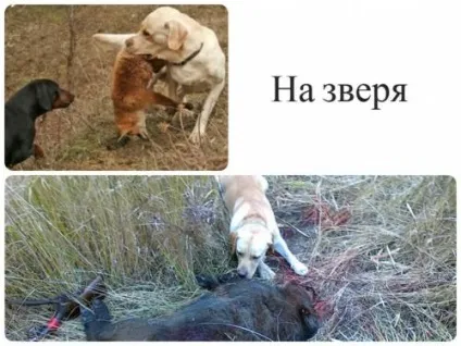 Універсальні мисливці лабрадори та інші ретривери - опис порід і секрети навчання з відео (собаки) Універсальні мисливці лабрадори та інші ретривери - опис порід і секрети навчання з відео