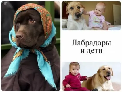 Універсальні мисливці лабрадори та інші ретривери - опис порід і секрети навчання з відео (навчання) Універсальні мисливці лабрадори та інші ретривери - опис порід і секрети навчання з відео