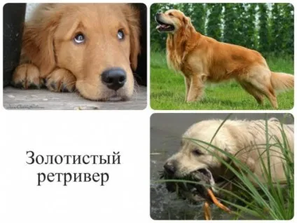 Універсальні мисливці лабрадори та інші ретривери - опис порід і секрети навчання з відео (собаки) Універсальні мисливці лабрадори та інші ретривери - опис порід і секрети навчання з відео