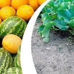 Догляд за натуральною шкірою (догляд за натуральною шкірою) Догляд за натуральною шкірою