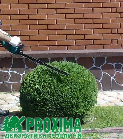 Догляд за туями західної, як стежити за туями західної (догляд) Догляд за туями західної, як стежити за туями західній