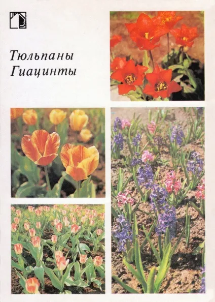 Ваш присадибну ділянку