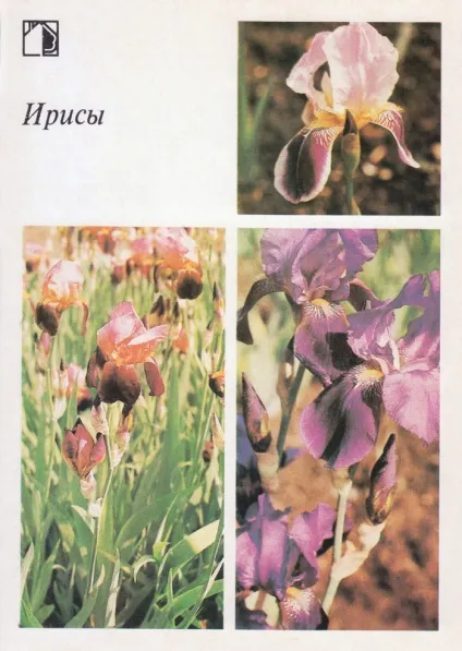 Ваш присадибну ділянку