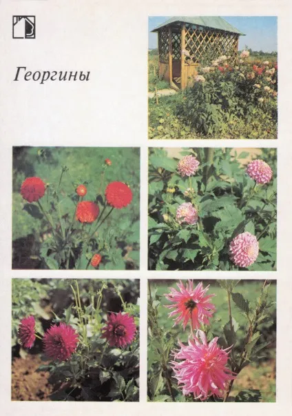 Ваш присадибну ділянку