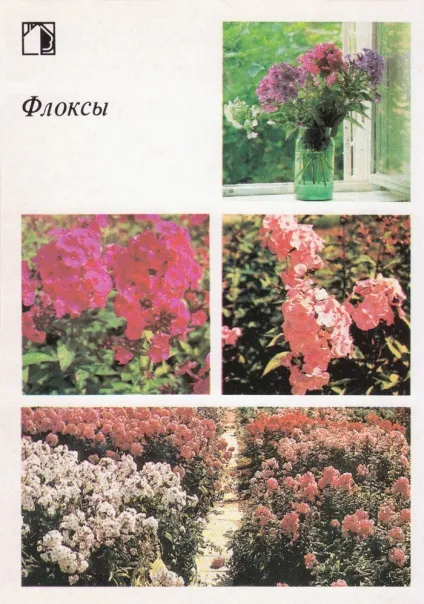 Ваш присадибну ділянку