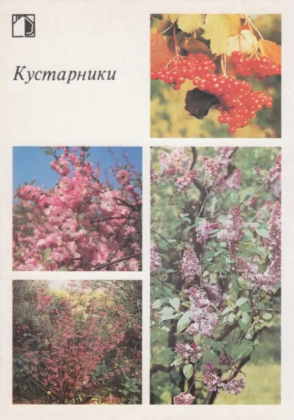 Ваш присадибну ділянку