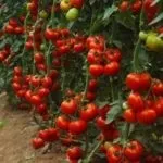 Томат грунтовий грибовский характеристика, відгуки, фото сорти (грибовский) Томат грунтовий грибовский характеристика, відгуки, фото сорти
