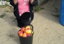 Томат загадка природи відгуки та фото помідори, опис сорту і характеристика насіння (загадка) Томат загадка природи відгуки та фото помідори, опис сорту і характеристика насіння