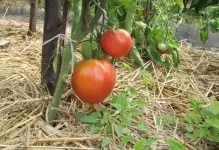 Томат загадка природи відгуки та фото помідори, опис сорту і характеристика насіння (томат загадка природи відгуки та фото) Томат загадка природи відгуки та фото помідори, опис сорту і характеристика насіння