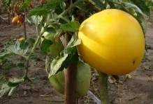 Томат загадка природи відгуки та фото помідори, опис сорту і характеристика насіння (томат загадка природи відгуки та фото) Томат загадка природи відгуки та фото помідори, опис сорту і характеристика насіння