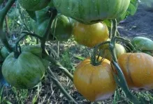 Томат загадка природи відгуки та фото помідори, опис сорту і характеристика насіння (загадка) Томат загадка природи відгуки та фото помідори, опис сорту і характеристика насіння