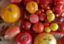 Томат загадка природи відгуки та фото помідори, опис сорту і характеристика насіння (томат загадка природи відгуки та фото) Томат загадка природи відгуки та фото помідори, опис сорту і характеристика насіння