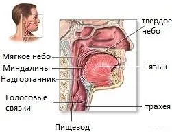 Тонзиліт, ангіна і аденоїди - симптом інфо - здоров'я інфо