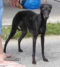 Типи конституції собаки