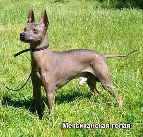 Типи конституції собаки