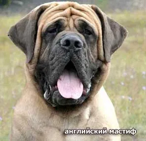 Типи конституції собаки