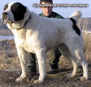 Типи конституції собаки