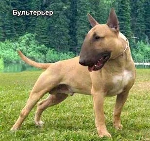 Типи конституції собаки