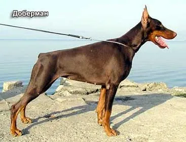 Типи конституції собаки