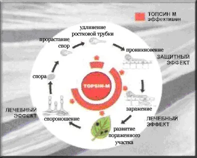 Топсин м