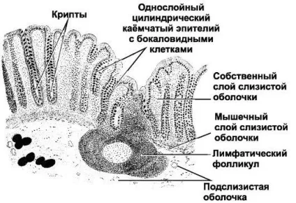 Товста кишка
