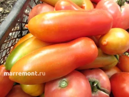 Томат хохлома - відгуки практикуючого дачника, авторське опис і фото (фото) Томат хохлома - відгуки практикуючого дачника, авторське опис і фото