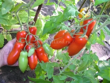 Томат хохлома опис і характеоістіка сорти, відгуки, фото