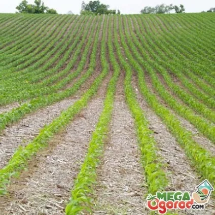 Технологія вирощування кукурудзи на силос основні правила посадки та догляду (силос) Технологія вирощування кукурудзи на силос основні правила посадки та догляду
