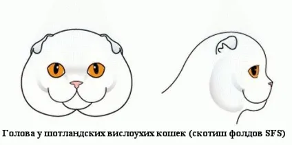 У чому відмінність між британськими та шотландськими кішками (шотландськими) У чому відмінність між британськими та шотландськими кішками