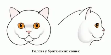У чому відмінність між британськими та шотландськими кішками (британськими шотландськими кішками) У чому відмінність між британськими та шотландськими кішками