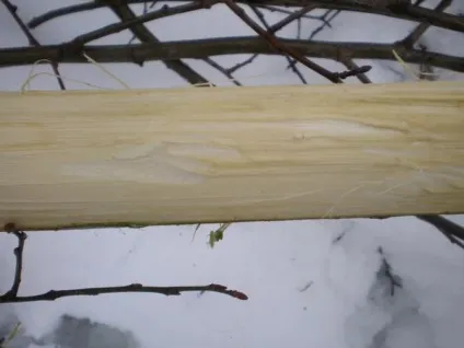 Гілки і кози, а також евльскій козел і ще про козлів (козел) Гілки і кози, а також евльскій козел і ще про козлів