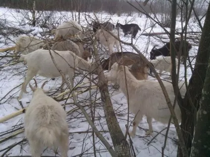 Гілки і кози, а також евльскій козел і ще про козлів (козлів) Гілки і кози, а також евльскій козел і ще про козлів