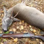Вибираємо патрони на гусака (гусака) Вибираємо патрони на гусака