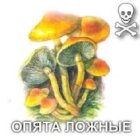 види грибів