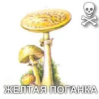 види грибів