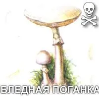 види грибів