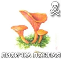 види грибів