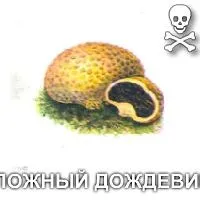 види грибів