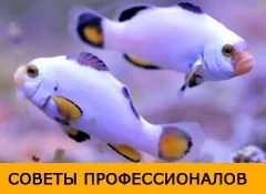 видовий акваріум
