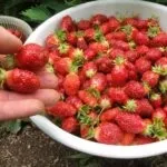 Вирощування полуниці в теплиці круглий рік правила і методи (правила) Вирощування полуниці в теплиці круглий рік правила і методи