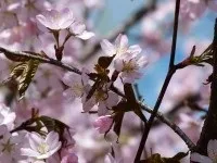 Виставка квітучий сад в ботанічному саду - новини - відпочинок з дітьми () Виставка квітучий сад в ботанічному саду - новини - відпочинок з дітьми