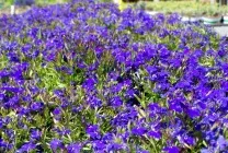 Вирощування лобелії на дачі (60 фото) з насіння, коли садити, розсада, посадка, полив, підживлення, (насіння) Вирощування лобелії на дачі (60 фото) з насіння, коли садити, розсада, посадка, полив, підживлення,